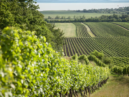 Weinregion Burgenland