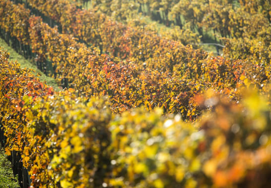 Wein-und-Genussherbst-im-Burgenland